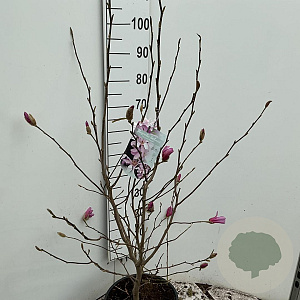 Magnolia loebneri 'Leonard Messel' 100-125 cm 15L