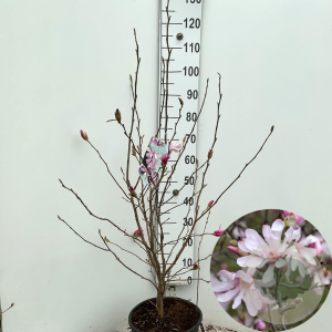 Magnolia loebneri 'Leonard Messel' 100-125 cm 15L