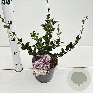 Syringa meyeri 'Palibin' 25-30 cm 2,5L