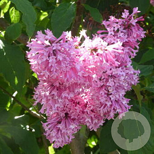 Syringa (V) 'Miss Canada' 60-70 cm 4,0L 2 tak