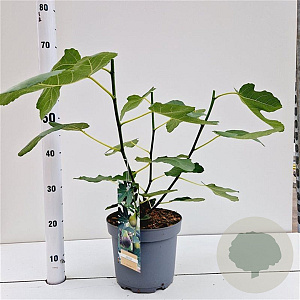 Ficus car. 'Brown Turkey' 40-50 cm 5,0L