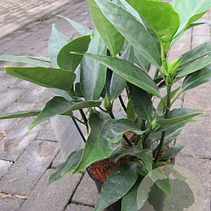 Aucuba japonica 'Virides' 40-60 cm 7,5L