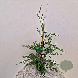 Cupressocyparis leylandii 100-125 cm 3,0L