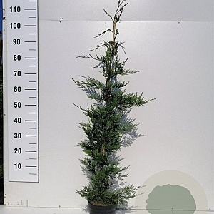 Cupressocyparis leylandii 100-125 cm 3,0L