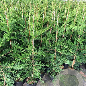 Cupressocyparis leylandii 100-125 cm 3,0L