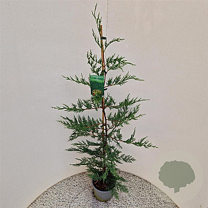 Cupressocyparis leylandii 100-125 cm 3,0L