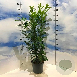 Prunus l. 'Caucasica' 80-100 cm 7,5L