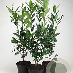 Prunus l. 'Caucasica' 80-100 cm 7,5L