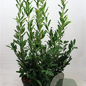 Prunus l. 'Caucasica' 80-100 cm 7,5L