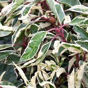 Prunus lusitanica 'Variegata' 80-100 cm 6,5L piramide