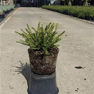 Erica darl. 'Ghost Hills' GM 1.5