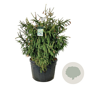 Picea a. 'Acrocona' 150-175 cm cont. 230L solitair