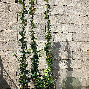 Trachelospermum jasminoides 150-175 cm 5,0L met stok veer