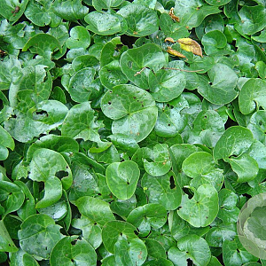 Asarum europaeum GM 2,0L