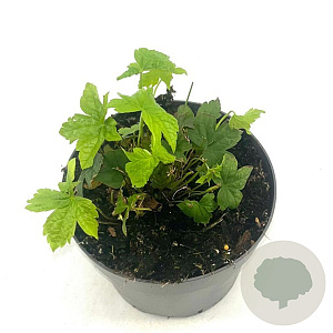 Geranium nodosum GM 2,0L