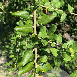 Quercus suber 12-14 HO container