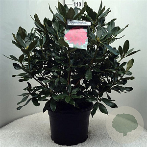 Rhododendron 'Nova Zembla' 60-80 cm 20L
