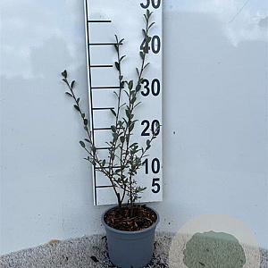 Salix repens nitida 30-40 cm C1.3