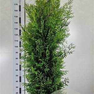 Thuja occ. 'Brabant' 175-200 cm 20L