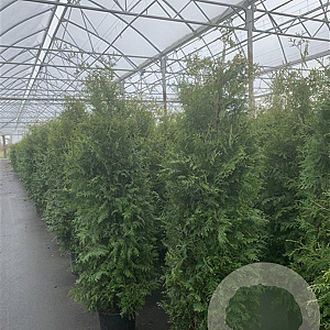 Thuja occ. 'Brabant' 175-200 cm 20L