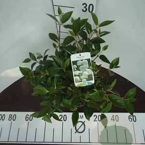 Viburnum 'Eskimo' 30-40 cm 5,0L