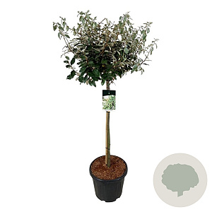 Elaeagnus ebb. 'Compacta' 90 cm stam 30L