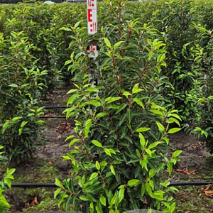 Prunus l. 'Angustifolia' 100-125 cm met kluit extra