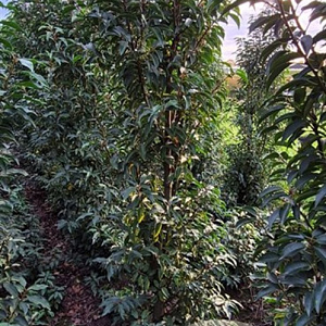 Prunus l. 'Angustifolia' 175-200 cm met kluit B kwaliteit