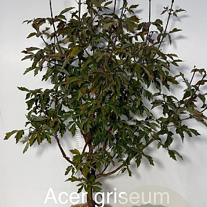 Acer griseum 80-100 cm met kluit