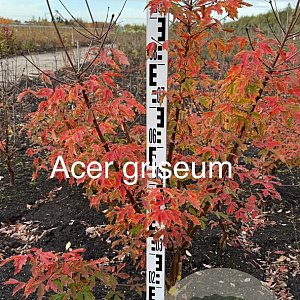 Acer griseum 100-125 cm met kluit
