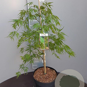 Acer pal. 'Dissectum' 50-60 cm 7,5L