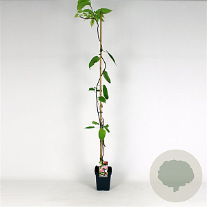 Actinidia kolomikta 150-175 cm 5,0L