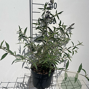 Buddleja davidii nanhoensis GM 2,0L