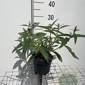 Buddleja d. 'White Profusion' GM 2,0L