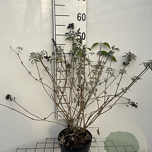 Buddleja 'Lochinch' GM 2,0L