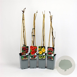 Campsis mix 70 cm 2,0L