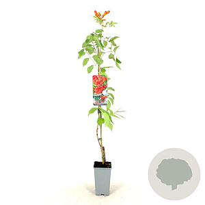 Campsis t. 'Mme Galen' 80-100 cm 2,0L veredeld