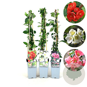 Chaenomeles mix 70 cm 2,0L