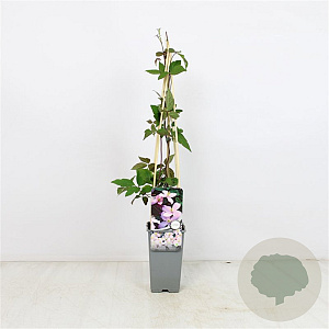 Clematis 'Pink Perfection' 70 cm 2,0L