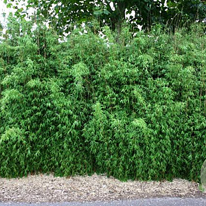 Fargesia 'Genf' 175-200 cm 7,5L