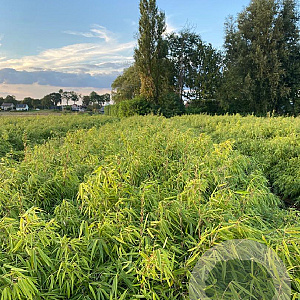 Fargesia rufa 60-80 cm 5,0L