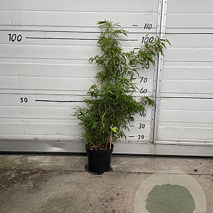 Fargesia rufa 60-80 cm 5,0L