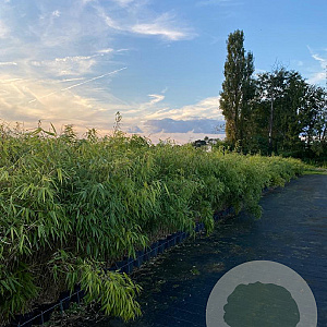 Fargesia rufa 60-80 cm 5,0L