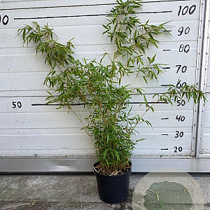 Fargesia rufa 60-80 cm 5,0L