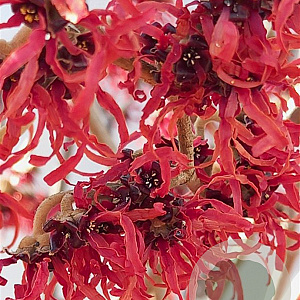 Hamamelis int. 'Diane' 100-125 cm 12L