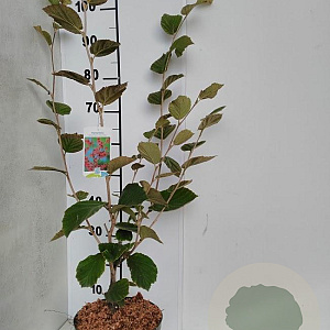 Hamamelis int. 'Ruby Glow' 50-60 cm 5,0L