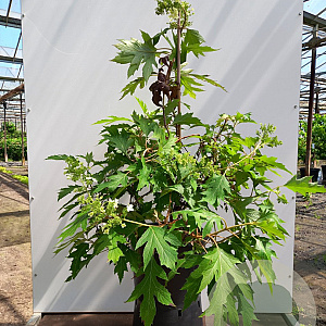 Hydrangea querc. Ice Crystal 80-100 cm 12L kegel