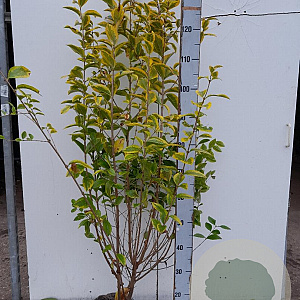 Ligustrum oval. 'Aureum' 100-125 cm met kluit