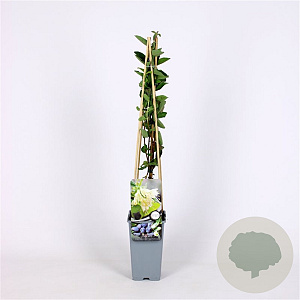 Lonicera c. kamtschatica 70 cm 2,0L