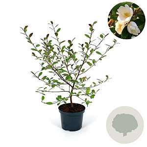 Magnolia Fairy 'Honey Velvet’ 100-125 cm 12L piramide